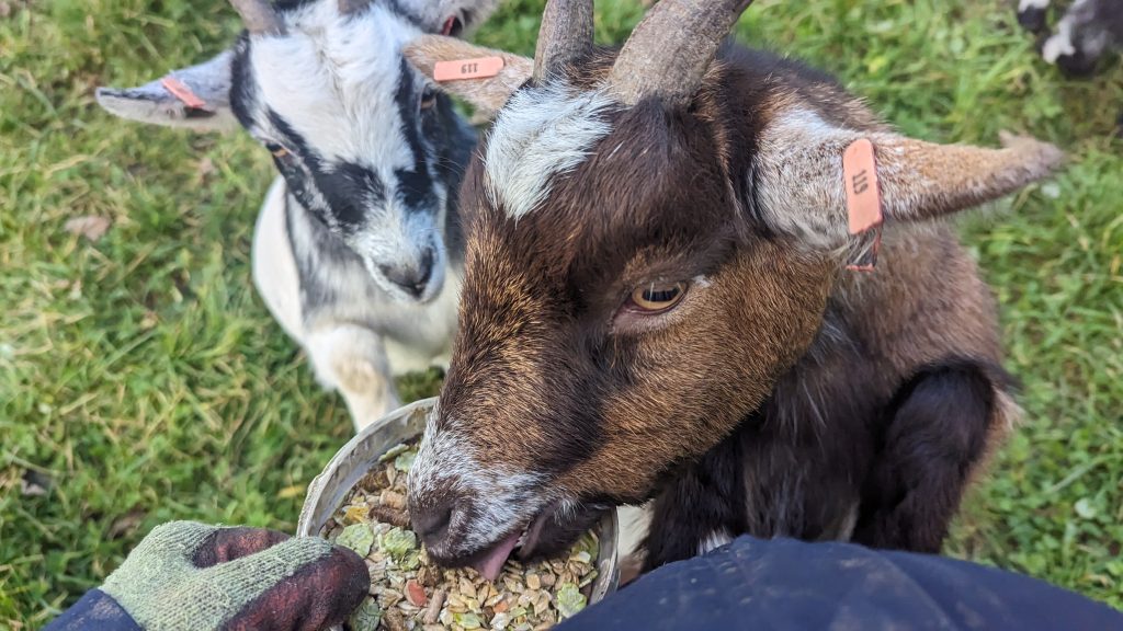 pygmy goats happy to take food when offered