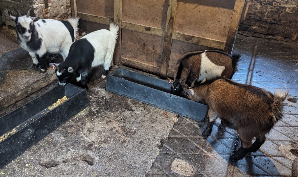 Pygmy goats waiting to be collected by their new owners
