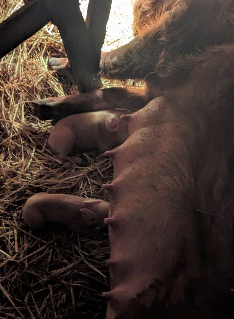 Two piglets suckling