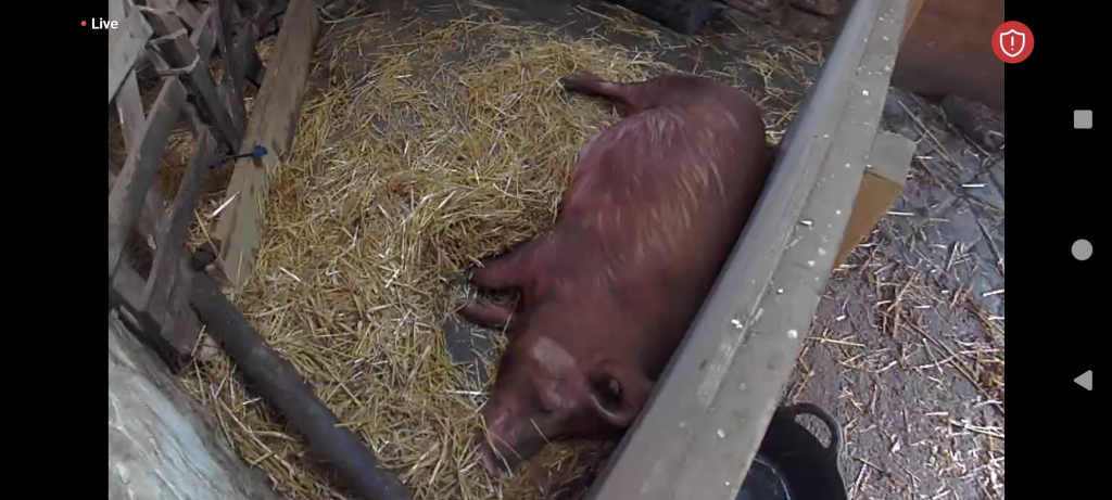 Betty on Pig Cam 2024