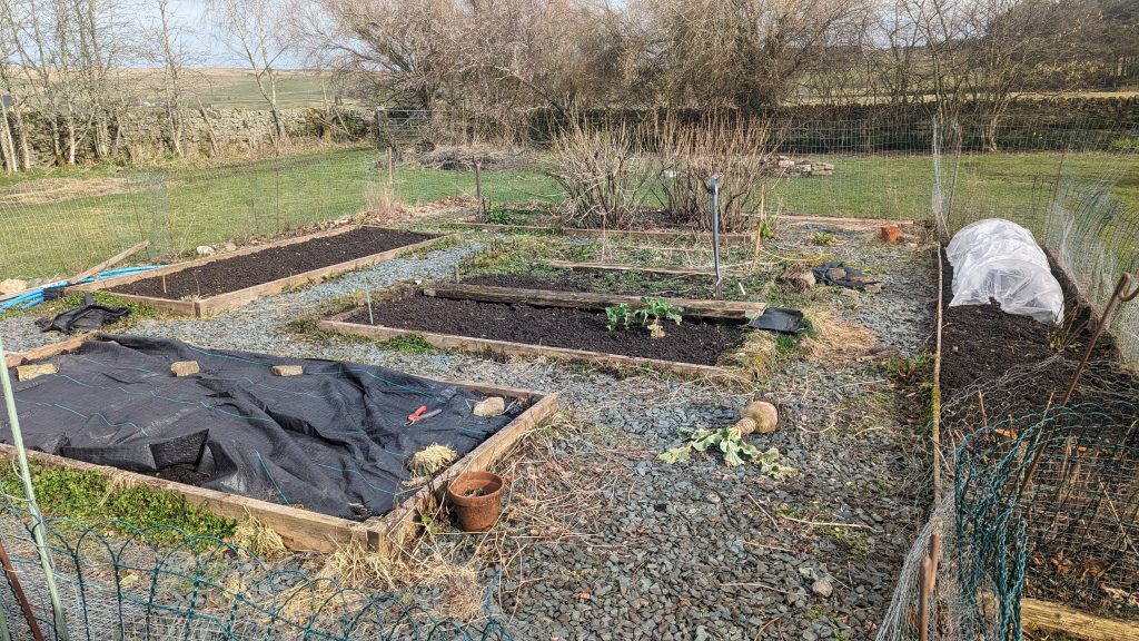 Raised veg beds in fenced enclosure