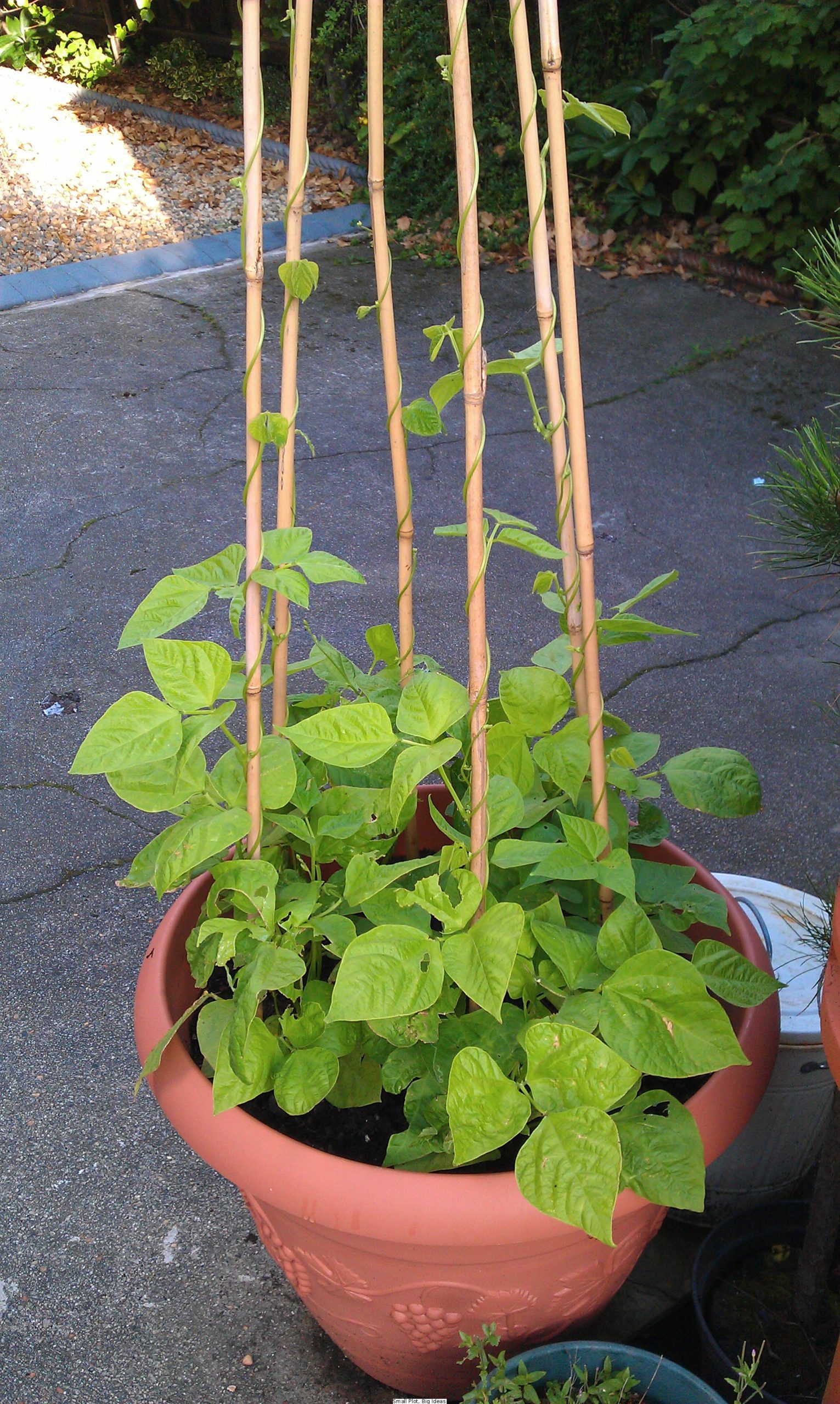 No gold medal for my runners Small Plot, Big Ideas