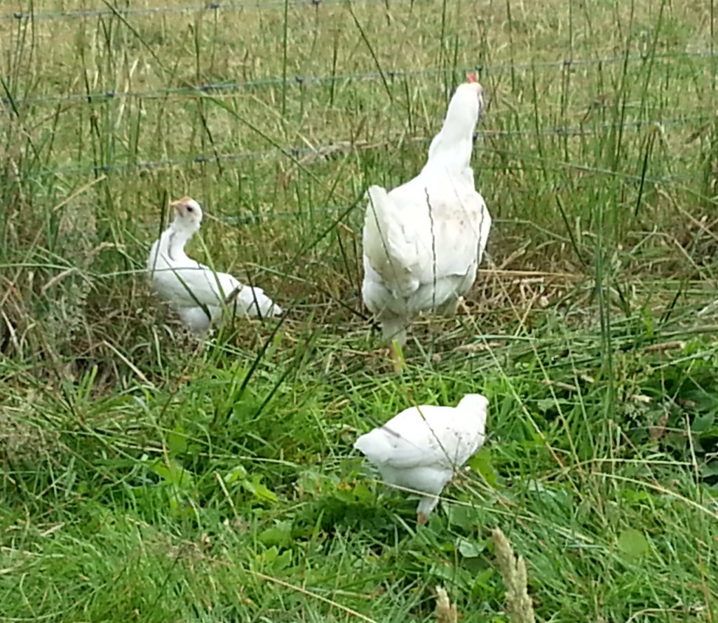 First batch of chicks