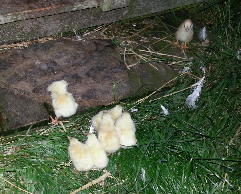 Second batch of chicks