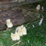 Second batch of chicks