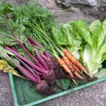 Harvesting beetroot, carrots and lettuce