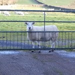 Sheep At The Gate