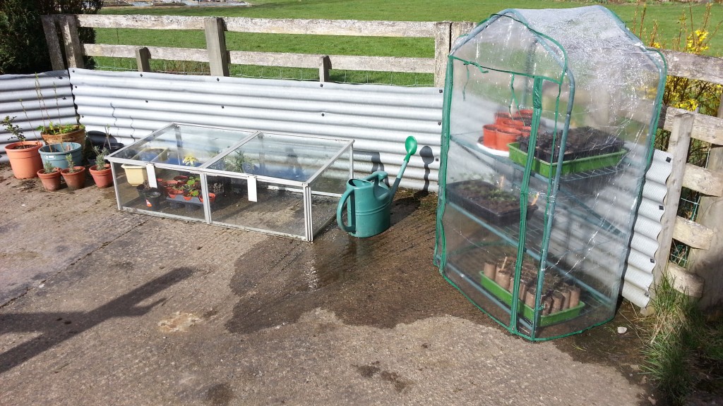 Cold frame and cuttings