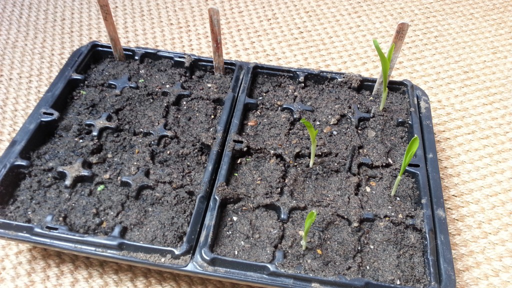 Sweetcorn (sown 22/3)