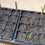 Sweetcorn (sown 22/3)