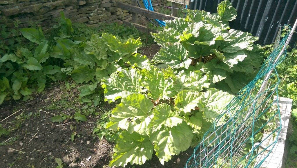 Rhubarb corner