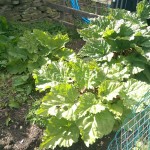 Rhubarb corner