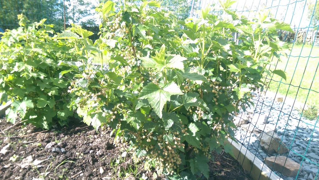 Blackcurrants looking promising