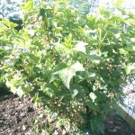 Blackcurrants looking promising