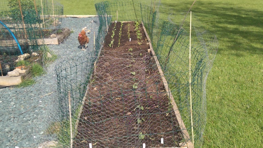 Expansion into new raised bed