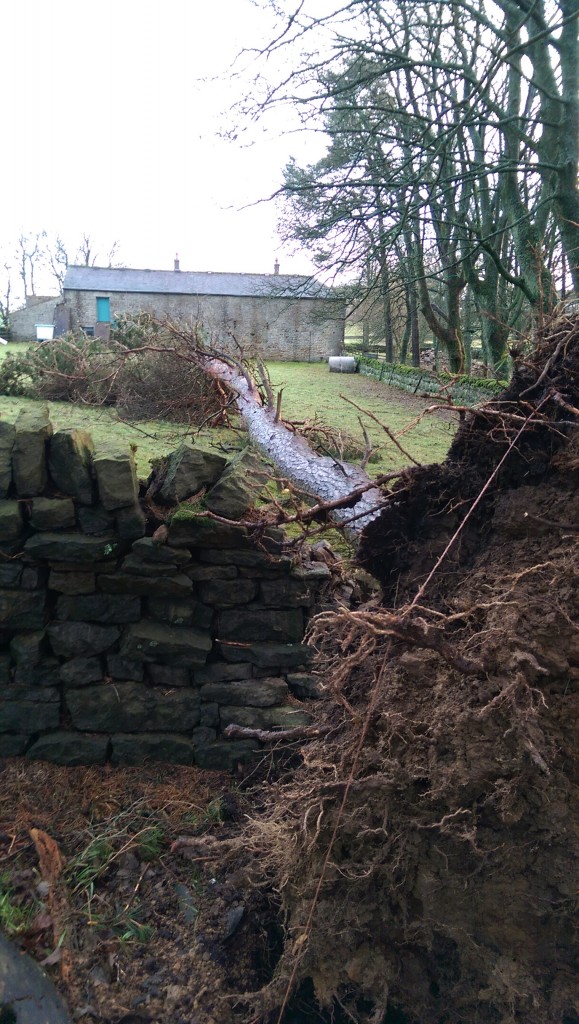 Free firewood and stone walling practice