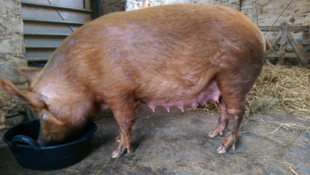 About 5 days before farrowing