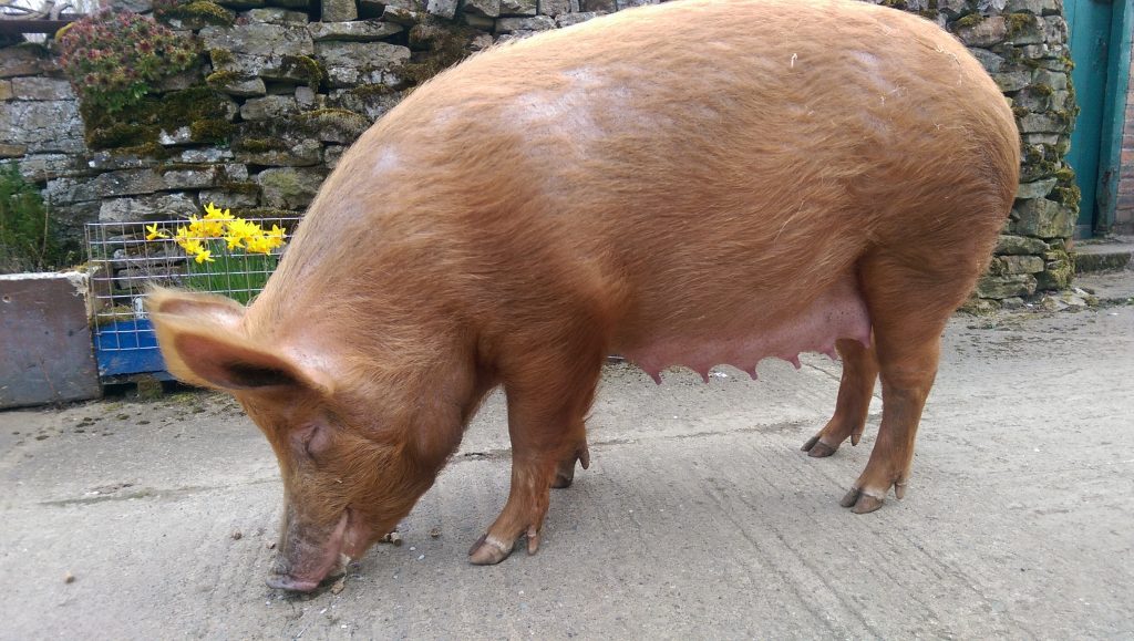 The day before farrowing