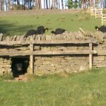 Short cows, high wall